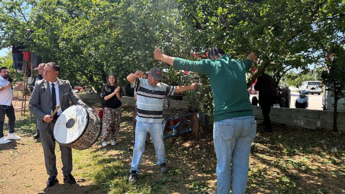 Bursa'da erik hasadı, davul zurna ile yapıldı