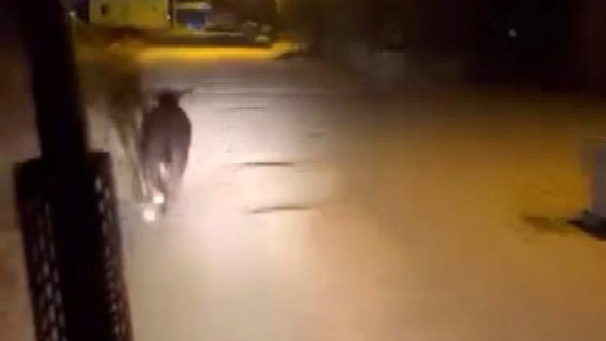 Hatay'da firari angus mahalleyi ayağa kaldırdı