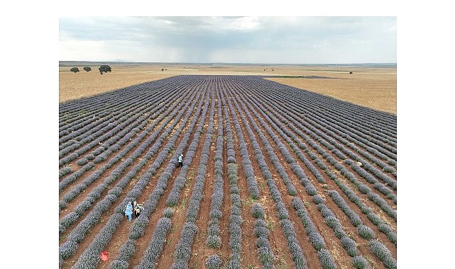 Konya Büyükşehir Lavanta Desteğiyle Konya Ovasında Örnek Bir Dönüşüme Öncülük Ediyor