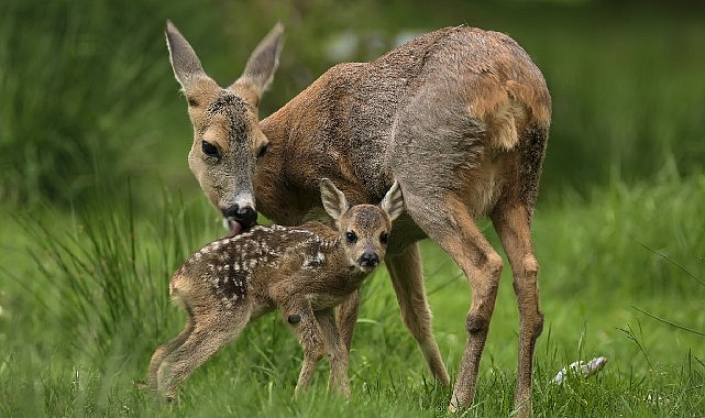 'Yeni Vahşi Nesil: Hayata İlk Adım', 30 Ağustos Pazar Saat 20.00'de National Geographic WILD'da!
