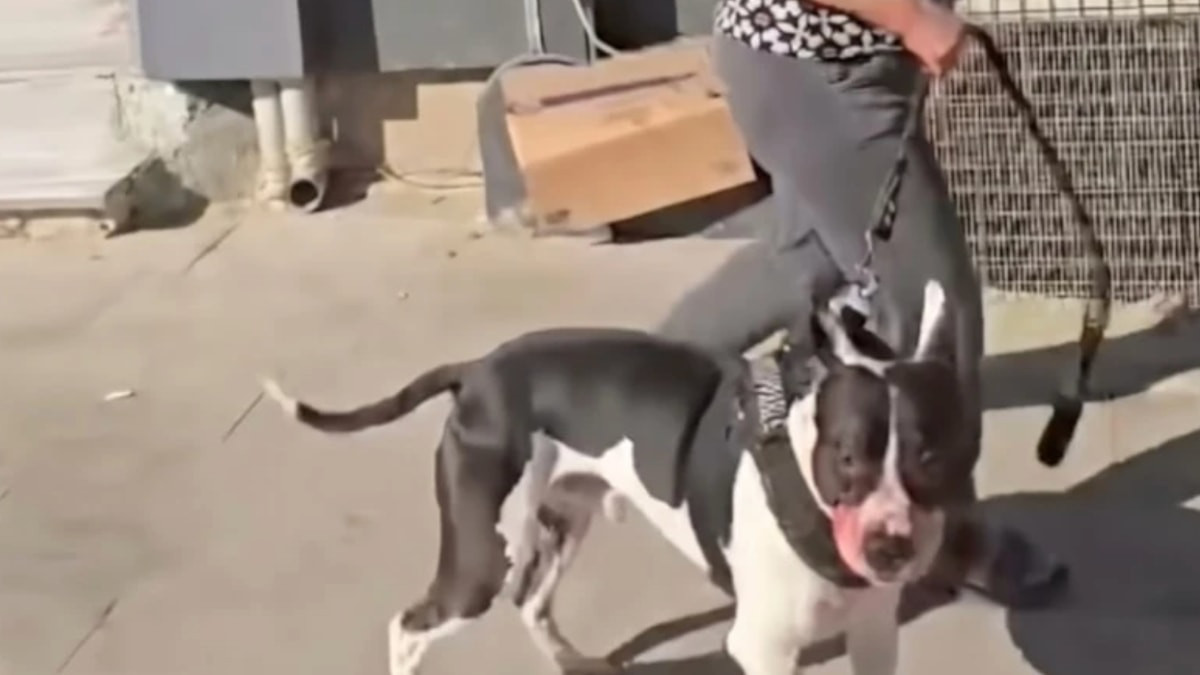İstanbul'da ağızlıksız pitbull kediyi parçaladı: Sahibine 95 bin TL ceza kesildi
