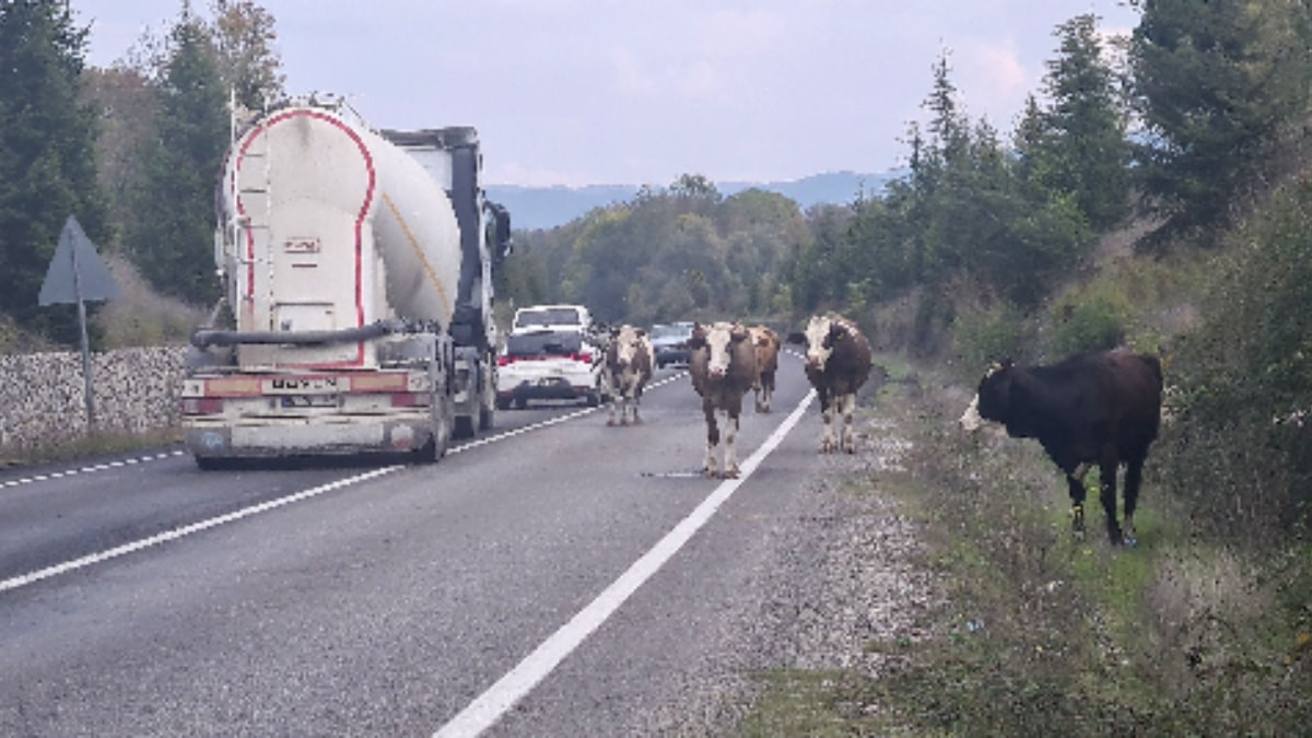 Zonguldak'ta Karayolunda başıboş gezen hayvanlar tehlike saçıyor