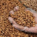 Acı kayısı çekirdeği kanser hücrelerini önlüyor