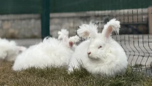 Angora Tavşanı Yeniden İstanbul’da