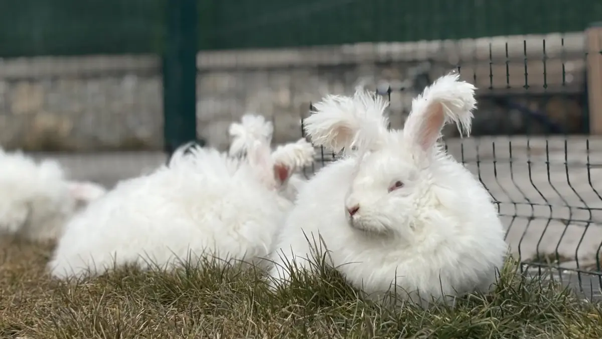 Angora Tavşanı Yeniden İstanbul’da