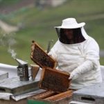 Anzer balının kilogramı bin lira oldu