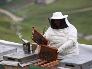 Anzer balının kilogramı bin lira oldu