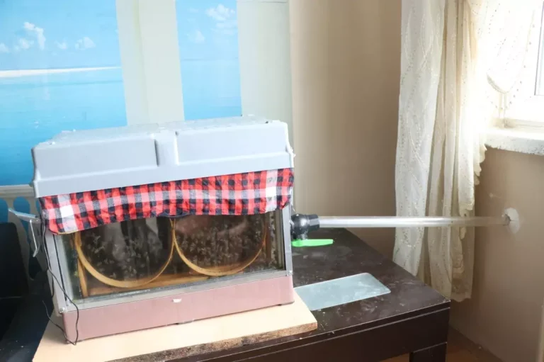 Arılarını Oturma Odasında Besliyor