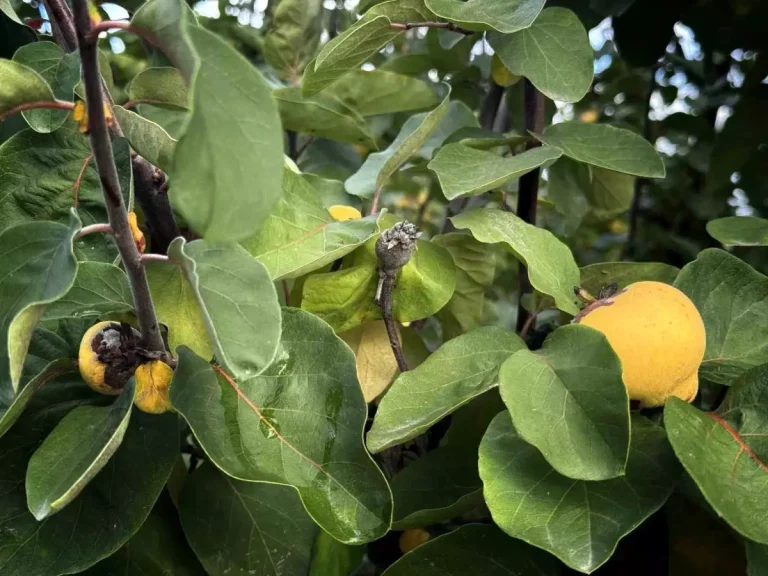 Aydın’da Üreticilere 54 Milyon TL Destek