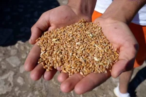 Bayburt’ta Yem Desteği Projesi