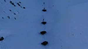 Bitlis’te Kış Hazırlığı: İmece Usulü Yem Taşıma