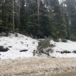 Bolu’da Dev Çam Ağaçları Devrildi