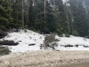 Bolu’da Dev Çam Ağaçları Devrildi