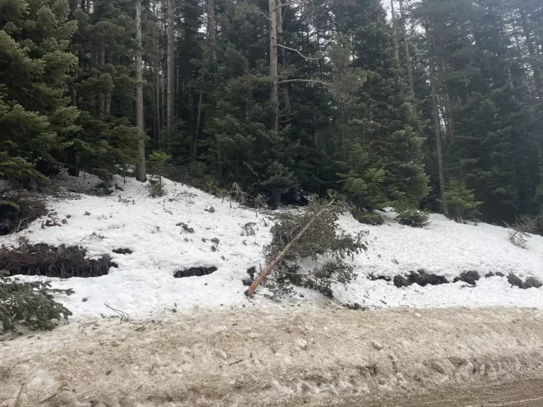 Bolu’da Dev Çam Ağaçları Devrildi