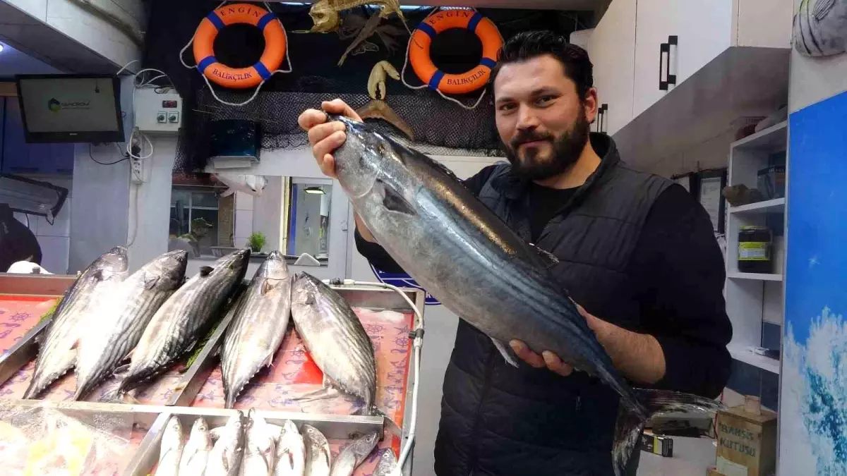 Çanakkale’de Torik Balığı Sevinci