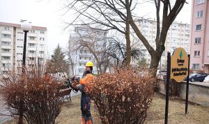 Çankaya’da Budama Çalışmaları Bahar Öncesi Hız Kazandı