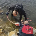 İzmir’de Flamingo İp Dolandı, Kurtarıldı