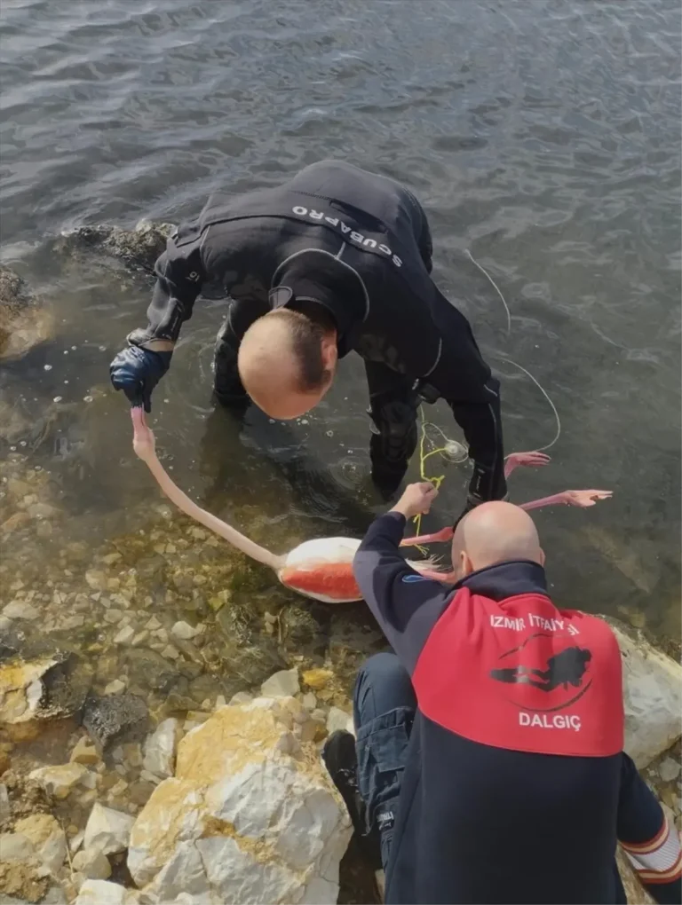 İzmir’de Flamingo İp Dolandı, Kurtarıldı