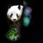 Japonya, 50 Yıl Sonra Pandasız Kaldı