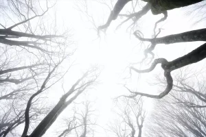 Kırklareli’nde Sis Hayatı Olumsuz Etkiliyor