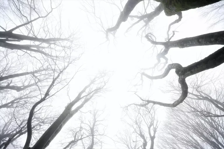 Kırklareli’nde Sis Hayatı Olumsuz Etkiliyor