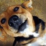 Köpekler kanseri tespit etmede yüzde 97 başarı sağladı