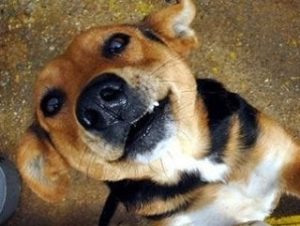 Köpekler kanseri tespit etmede yüzde 97 başarı sağladı