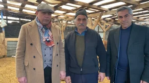 Kurt, 200 Koyunu Öldürdü