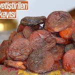 Malatya’nın gün kurusu kayısısı alyuvarlarda artış sağlıyor