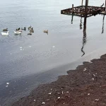 Tekirdağ’da Kırmızı Yosun Yığıntısı