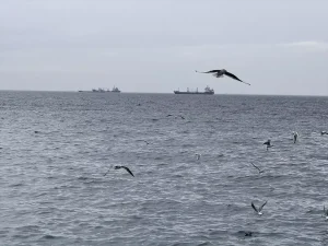 Tekirdağ’da Lodos Ulaşımı Aksatıyor
