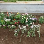 Trabzon’da Boşanma Aşamasındaki Eşini Öldüren Kişiye Dava Açıldı