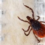 Türkiye’de kene vakalarında ölüm oranı yüzde 5
