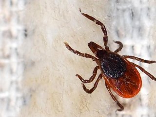 Türkiye’de kene vakalarında ölüm oranı yüzde 5