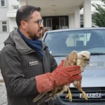 Yaralı Şahin Doğaya Salınıyor