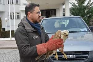 Yaralı Şahin Doğaya Salınıyor