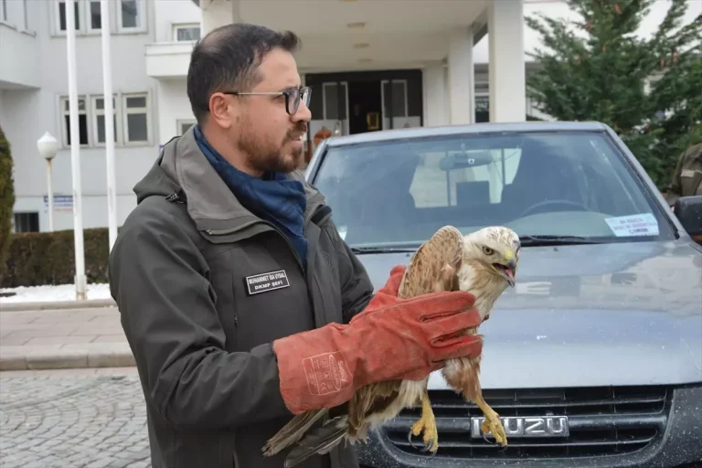 Yaralı Şahin Doğaya Salınıyor