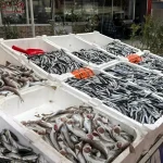 Zonguldak’ta Balık Fiyatları ve Palamut Krisisi