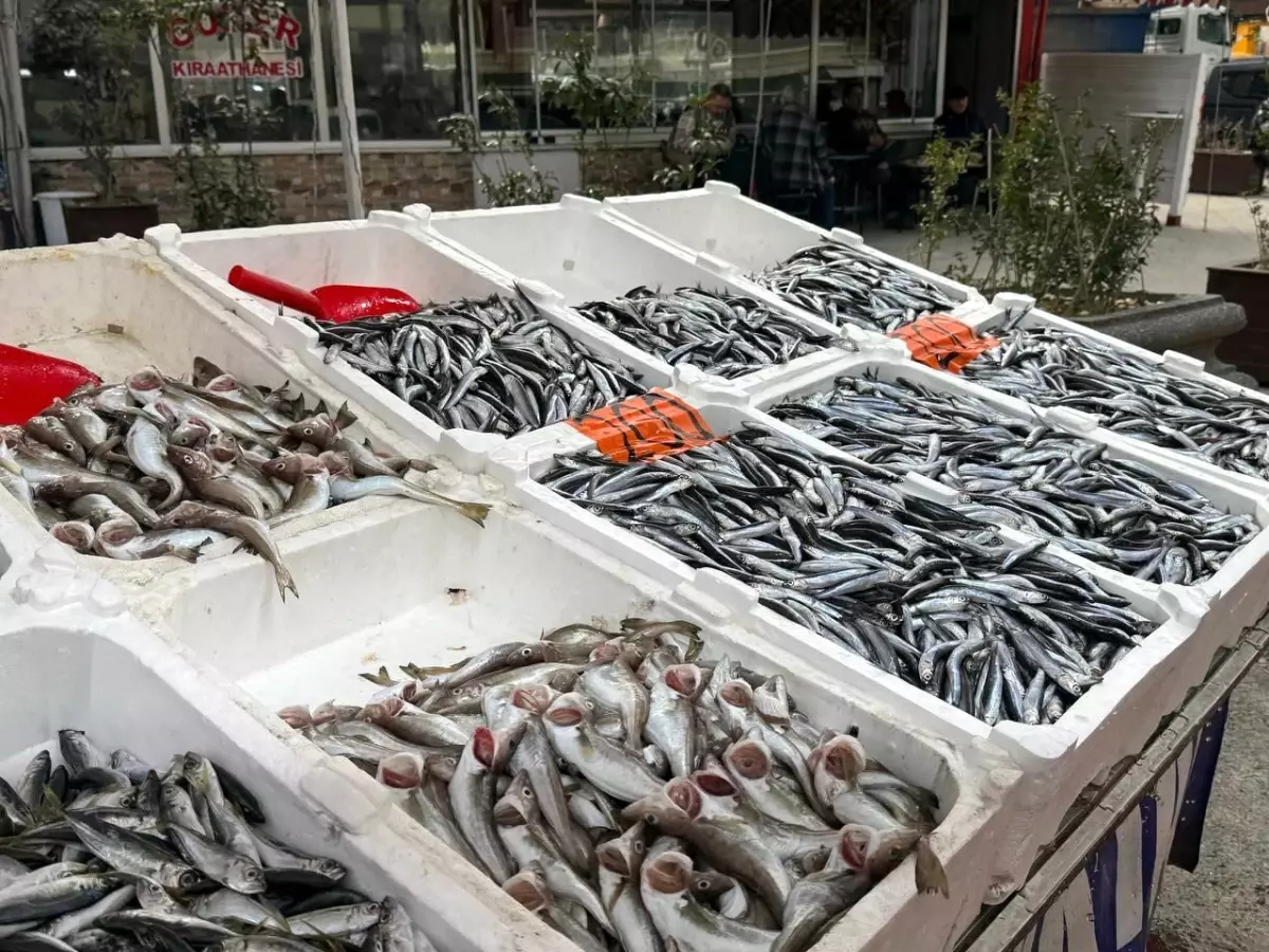 Zonguldak’ta Balık Fiyatları ve Palamut Krisisi