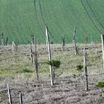 3 yılda 7 bin 761 fidan dikildi