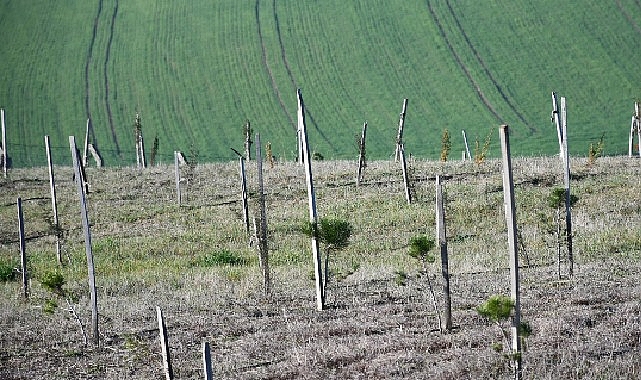 3 yılda 7 bin 761 fidan dikildi
