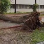 Adana’da fırtına, ağaçları devirdi