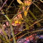 Ağacın Dalları Araca Saplandı