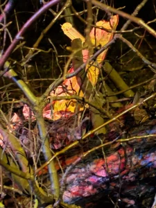 Ağacın Dalları Araca Saplandı