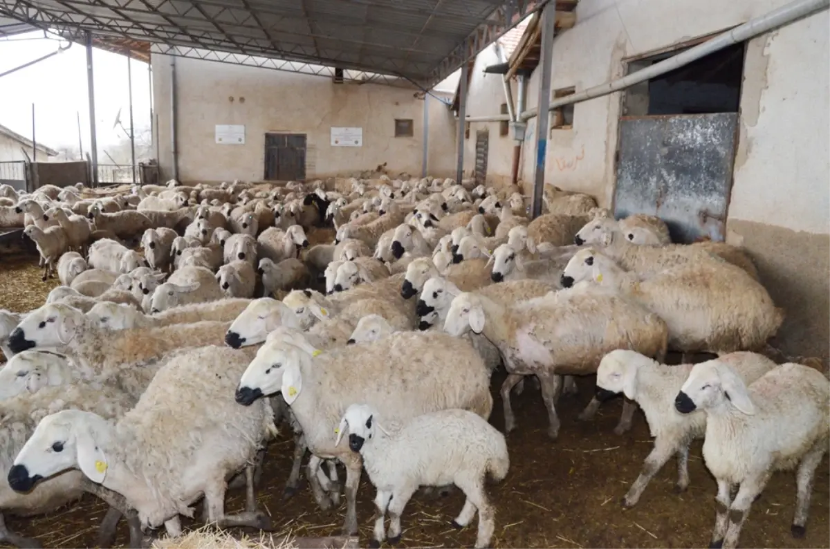 Aksaray Küçükbaş Hayvancılığın Merkezi