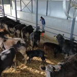Aksaraylı Girişimci Hayvancılıkla Büyüyor