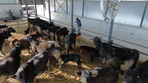 Aksaraylı Girişimci Hayvancılıkla Büyüyor