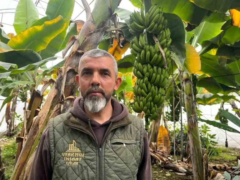 Alanya’da Muz Üretimi Kesintisiz Sürüyor