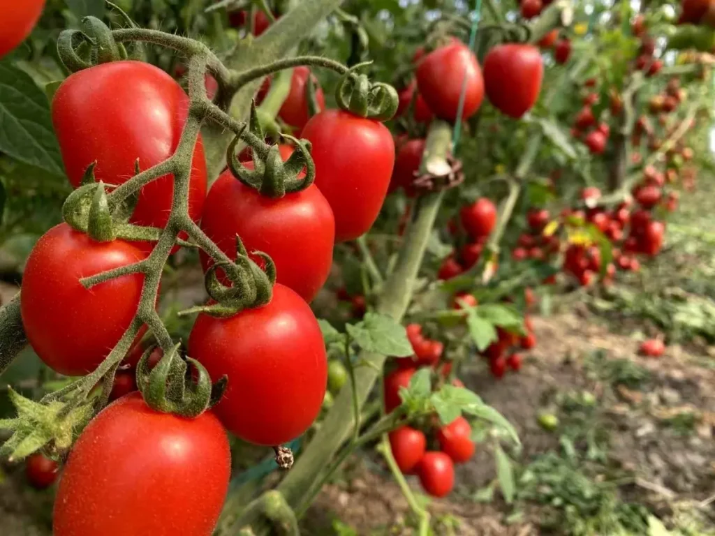 Antalya Hal Endeksi Ocak 2026 Raporu