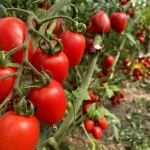 Antalya Hal Endeksi Ocak 2026 Raporu